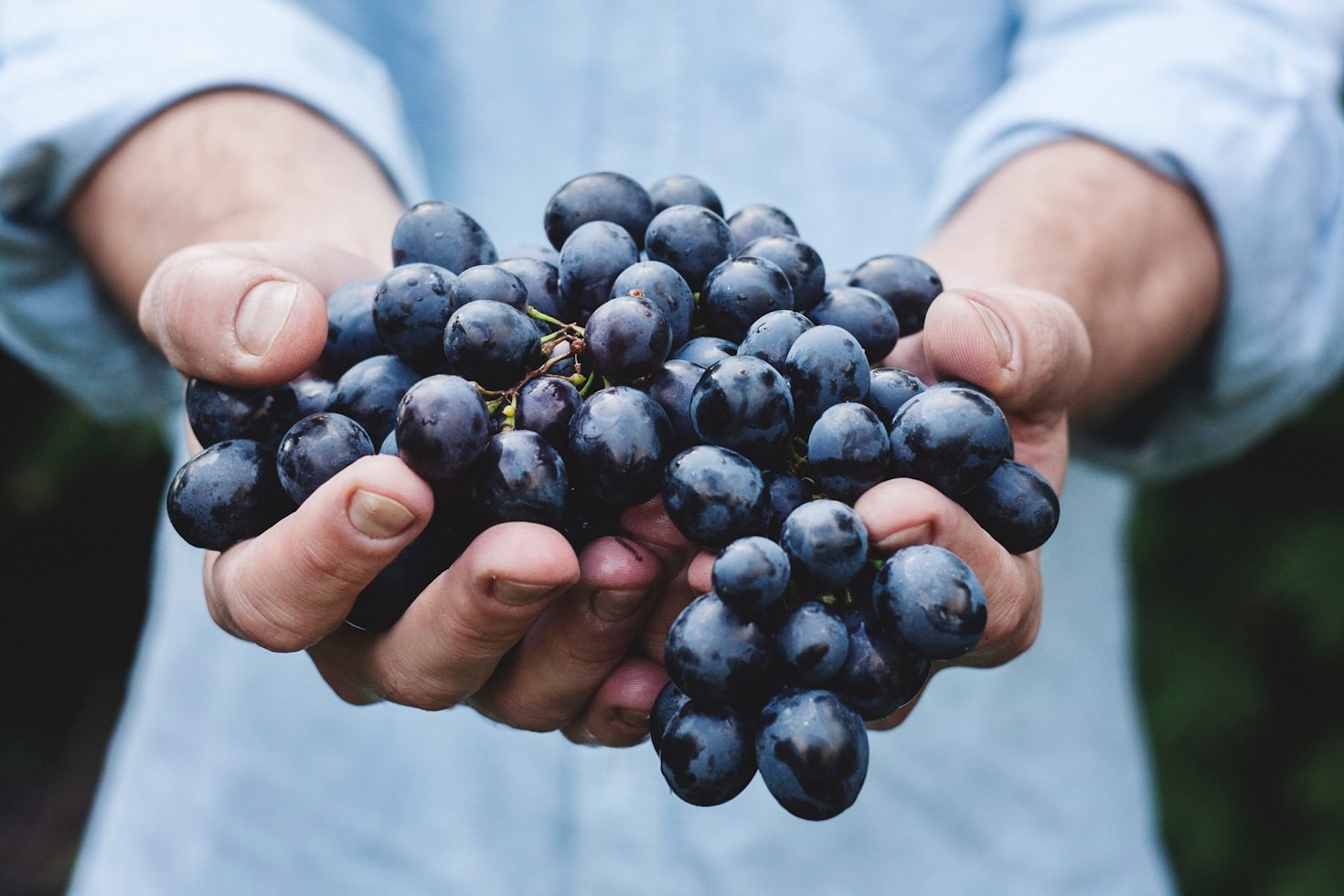 Camminare tra i vigneti della Valpolicella