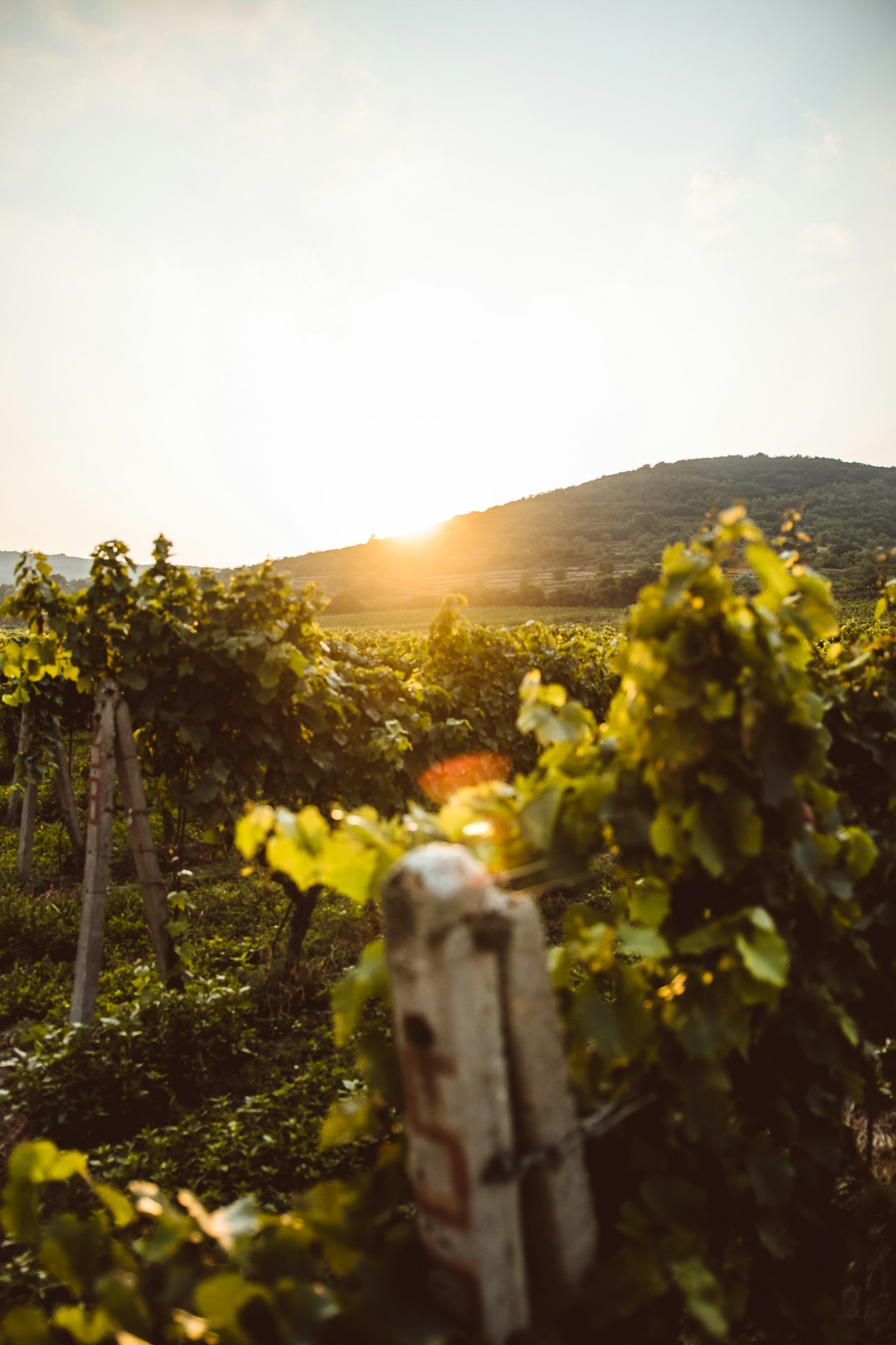 Vino e natura: un connubio unico